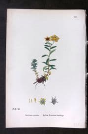 Sowerby 1869 Hand Col Botanical Print. Yellow Marsh Saxifrage 551