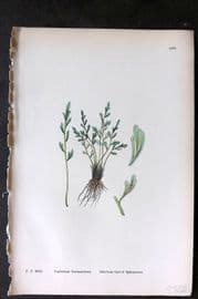 Sowerby 1869 Hand Col Fern Print. Alternate Leaved Spleenwort 1881
