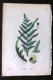 Sowerby 1869 Hand Col Fern Print. Bracken 1886