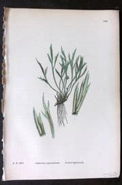 Sowerby 1869 Hand Col Fern Print. Forked Spleenwort 1882