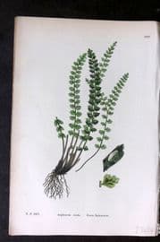 Sowerby 1869 Hand Col Fern Print. Green Spleenwort 1877