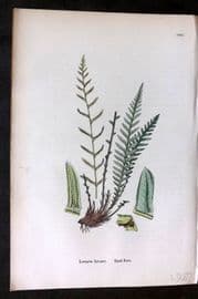 Sowerby 1869 Hand Col Fern Print. Hard Fern 1885
