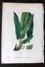 Sowerby 1869 Hand Col Fern Print. Hart's Tongue 1884