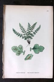 Sowerby 1869 Hand Col Fern Print. Lady Clemont's Spleenwort 1879