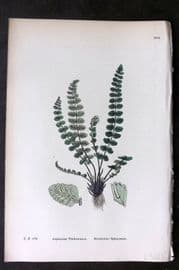 Sowerby 1869 Hand Col Fern Print. Maidenhair Spleenwort 1878