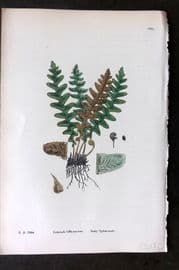 Sowerby 1869 Hand Col Fern Print. Scaly Spleenwort 1883