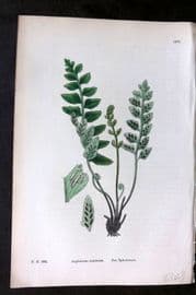 Sowerby 1869 Hand Col Fern Print. Sea Spleenwort 1878
