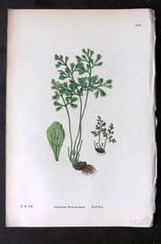 Sowerby 1869 Hand Col Fern Print. Wall Rue 1880