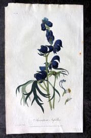 Stephenson 1834 HC Botanical Print. Common Monk's Hood or Wolf's Bane 28