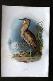 Swaysland & Thorburn 1883 Antique Bird Print. Bittern