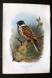 Swaysland & Thorburn 1883 Antique Bird Print. Black Headed Bunting