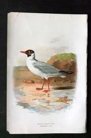 Swaysland & Thorburn 1883 Antique Bird Print. Black Headed Gull
