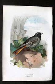 Swaysland & Thorburn 1883 Antique Bird Print. Black Redstart
