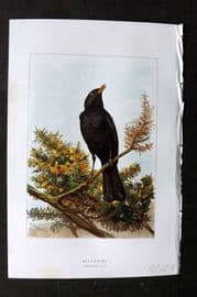 Swaysland & Thorburn 1883 Antique Bird Print. Blackbird