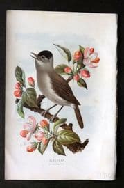 Swaysland & Thorburn 1883 Antique Bird Print. Blackcap