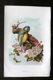 Swaysland & Thorburn 1883 Antique Bird Print. Blue Tit