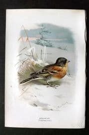 Swaysland & Thorburn 1883 Antique Bird Print. Brambling