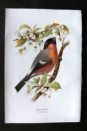 Swaysland & Thorburn 1883 Antique Bird Print. Bullfinch