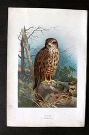 Swaysland & Thorburn 1883 Antique Bird Print. Buzzard