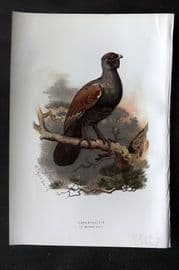 Swaysland & Thorburn 1883 Antique Bird Print. Capercailzie