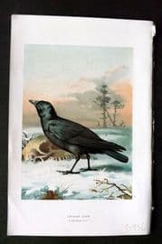 Swaysland & Thorburn 1883 Antique Bird Print. Carrion Crow