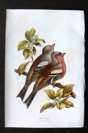 Swaysland & Thorburn 1883 Antique Bird Print. Chaffinches
