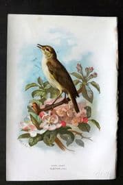 Swaysland & Thorburn 1883 Antique Bird Print. Chiff-Chaff