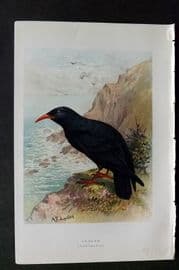 Swaysland & Thorburn 1883 Antique Bird Print. Chough