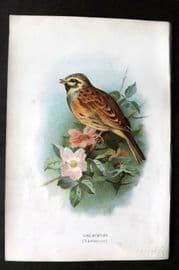 Swaysland & Thorburn 1883 Antique Bird Print. Cirl Bunting