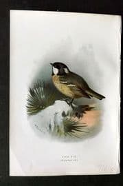 Swaysland & Thorburn 1883 Antique Bird Print. Cole Tit
