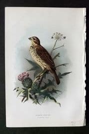 Swaysland & Thorburn 1883 Antique Bird Print. Common Bunting