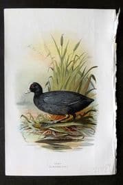 Swaysland & Thorburn 1883 Antique Bird Print. Coot