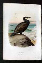 Swaysland & Thorburn 1883 Antique Bird Print. Cormorant
