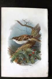Swaysland & Thorburn 1883 Antique Bird Print. Creeper