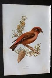 Swaysland & Thorburn 1883 Antique Bird Print. Crossbill