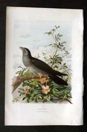 Swaysland & Thorburn 1883 Antique Bird Print. Cuckoo