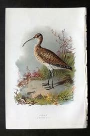 Swaysland & Thorburn 1883 Antique Bird Print. Curlew