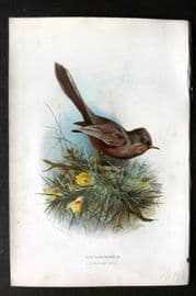 Swaysland & Thorburn 1883 Antique Bird Print. Dartford Warbler