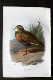 Swaysland & Thorburn 1883 Antique Bird Print. Dotterel