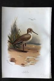 Swaysland & Thorburn 1883 Antique Bird Print. Dunlin