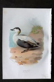 Swaysland & Thorburn 1883 Antique Bird Print. Eider Duck