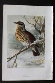 Swaysland & Thorburn 1883 Antique Bird Print. Fiedfare