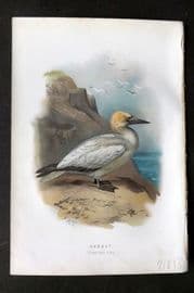Swaysland & Thorburn 1883 Antique Bird Print. Gannet