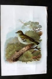 Swaysland & Thorburn 1883 Antique Bird Print. Golden-Crested Wren