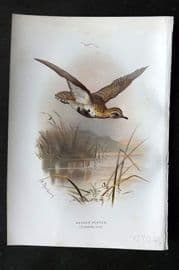 Swaysland & Thorburn 1883 Antique Bird Print. Golden Plover