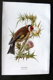Swaysland & Thorburn 1883 Antique Bird Print. Goldfinch