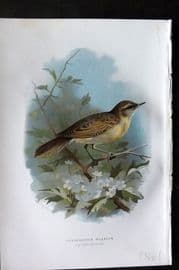 Swaysland & Thorburn 1883 Antique Bird Print. Grasshopper Warbler