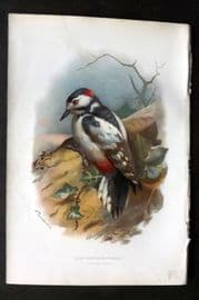 Swaysland & Thorburn 1883 Antique Bird Print. Great Spotted Woodpecker