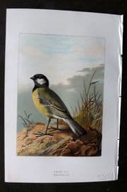 Swaysland & Thorburn 1883 Antique Bird Print. Great Tit