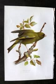 Swaysland & Thorburn 1883 Antique Bird Print. Greenfinch